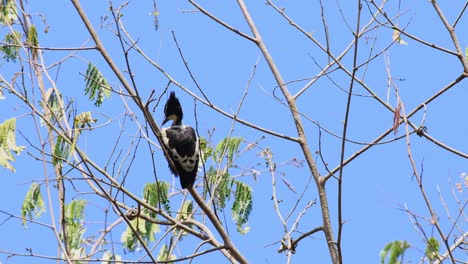 Heart-spotted-Woodpecker,-Hemicircus-canente,-Kaeng-Krachan-National-Park,-Thailand