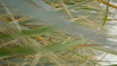 Dünengras-Im-Wind-An-Der-Ostsee-Dolly-Aus-Vertikalem-Video