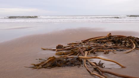 algas marrones lavadas en una playa de arena después de una tormenta, primer plano