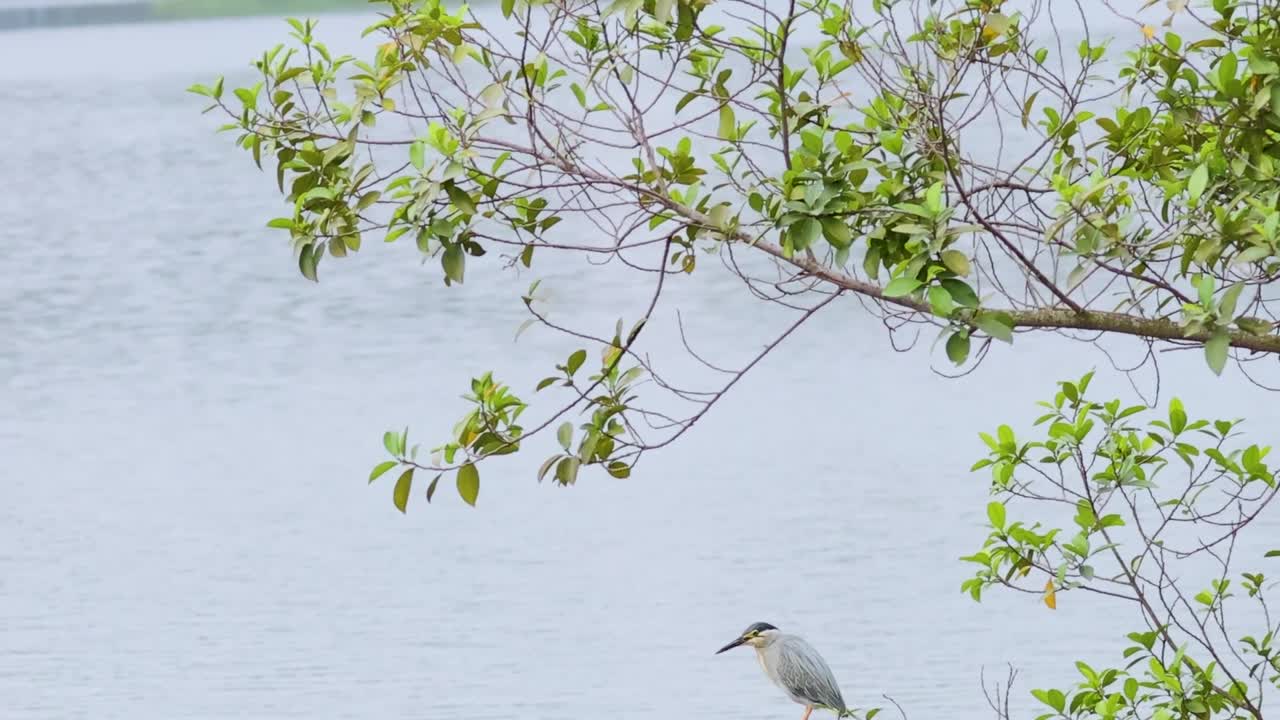 세린 호수 근처 의 가지 에 앉아 있는 헤론