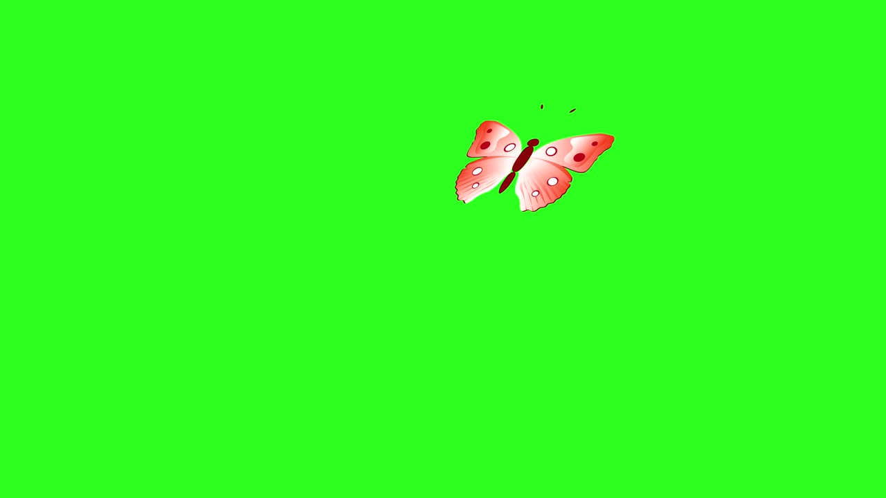 Animated colorful beauty butterfly on green screen chroma key | Premium ...