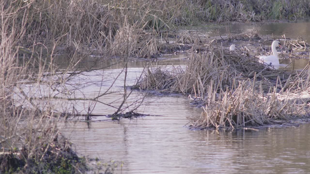 2마리의 흰 거위가 영국 테트퍼드 수녀원 호수의 연못에서 수영하고 있습니다.