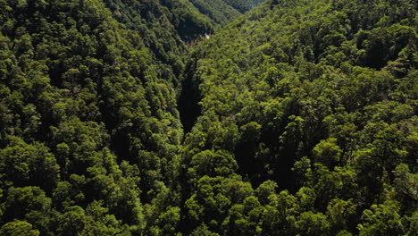 beauty of new zealand forest valley with streaming river, aerial view