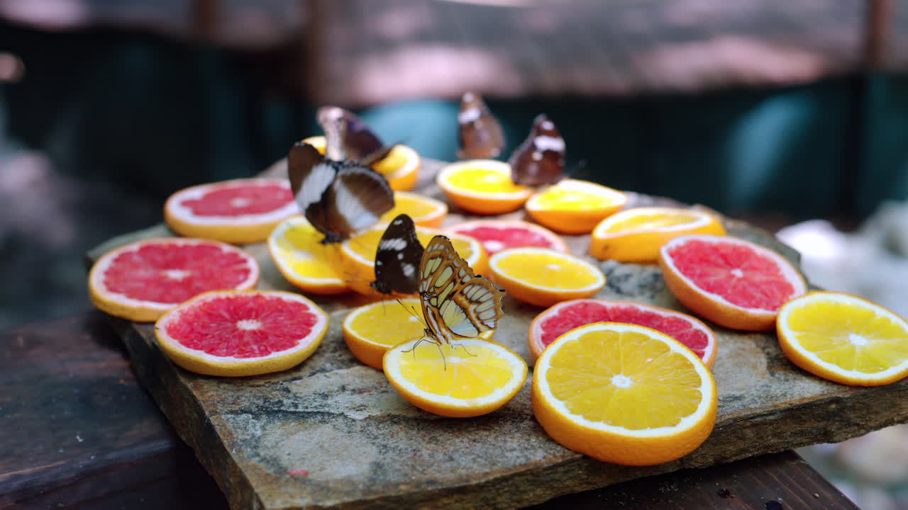 Multiple butterflies eating nectar from slices of oranges and grapefruits