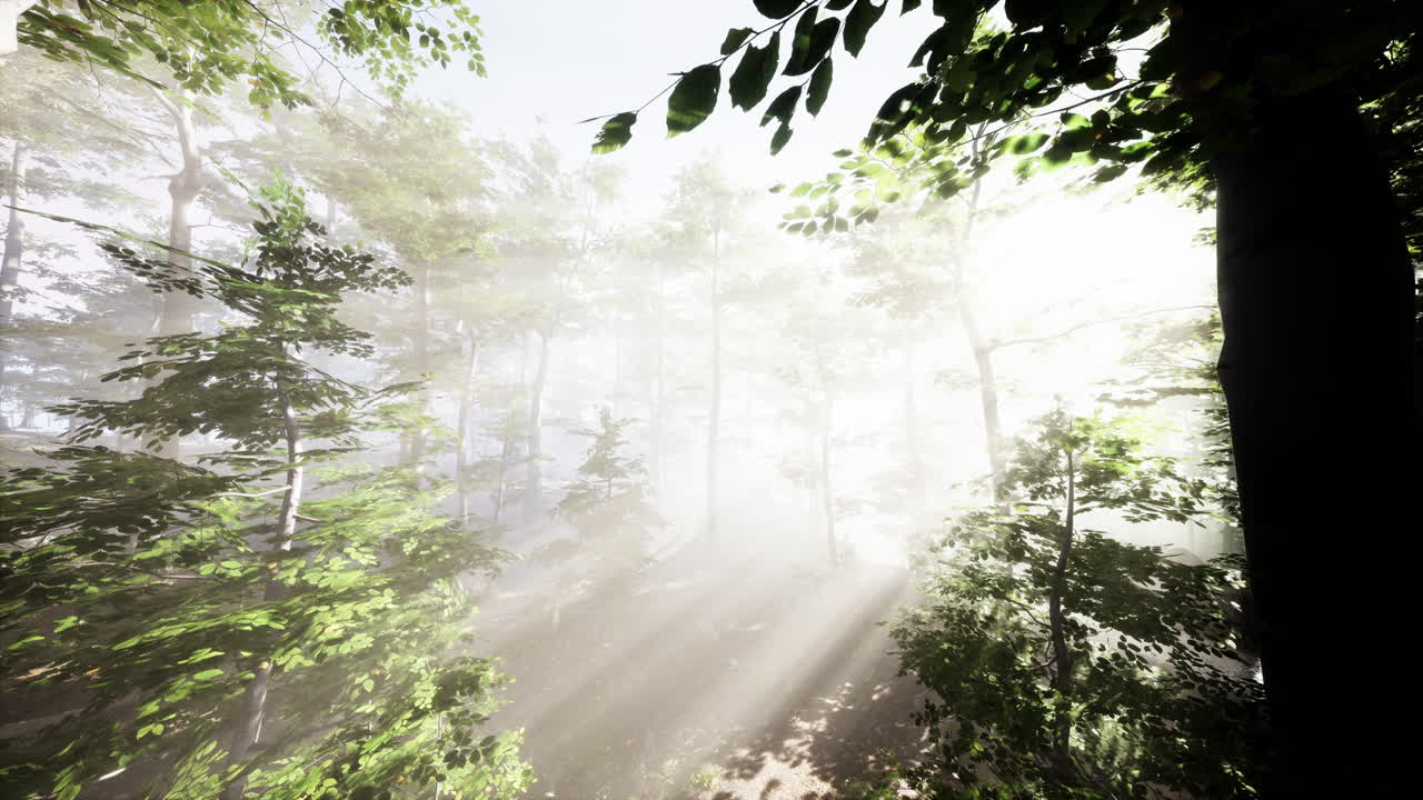 영화 속 가을 시즌 숲의 fpv 비행 장면