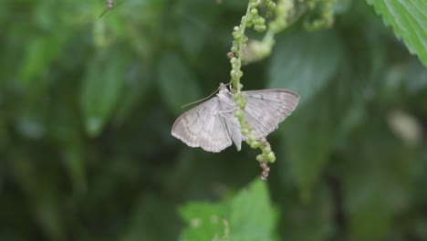 a close-up view of a moth perched on a green plant stem