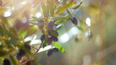 cinematic close up of ripe black olives on green branches sun flare into camera