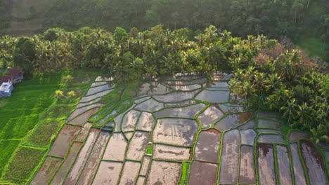 aerial shot soaring over rice fields at sunset in ubud, bali