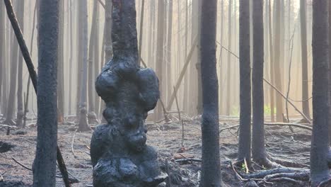 Después-De-Un-Incendio-Forestal,-Un-Gran-Nudo-En-Un-árbol-Presente-En-Un-árbol-Superviviente