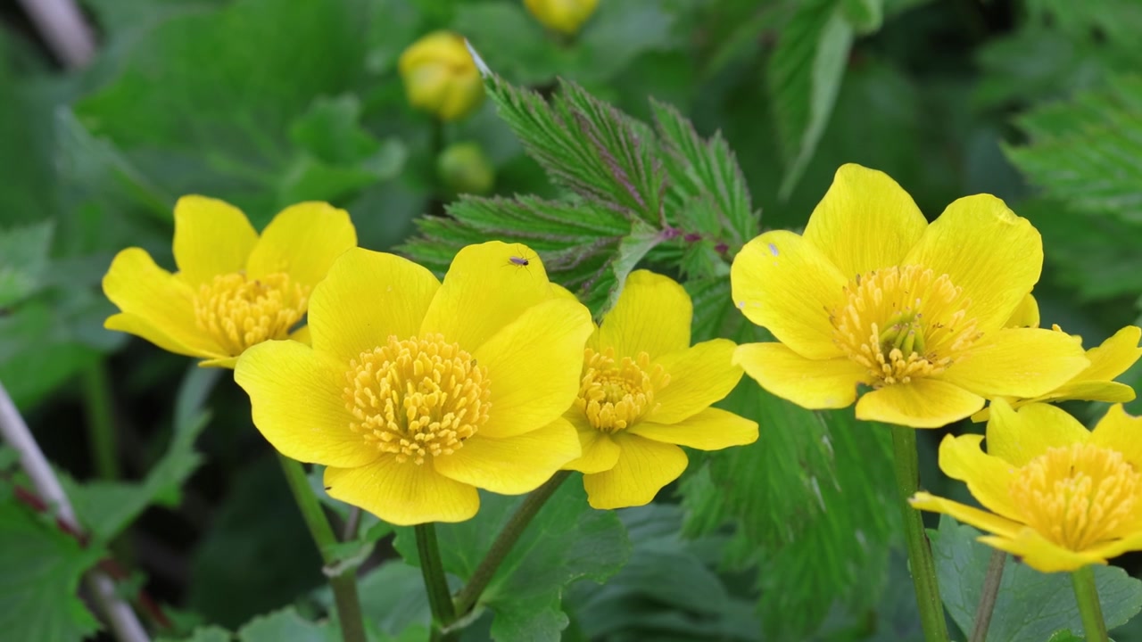 Calta palustre, Caltha palustris, fiorisce in primavera. Galles. Regno Unito.