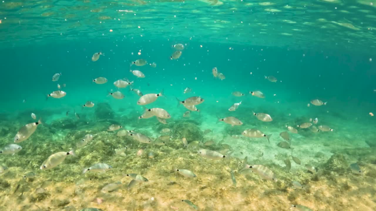 Scena subacquea di un branco di saraghi che nuotano sopra un fondale roccioso nel mare turchese del Mediterraneo