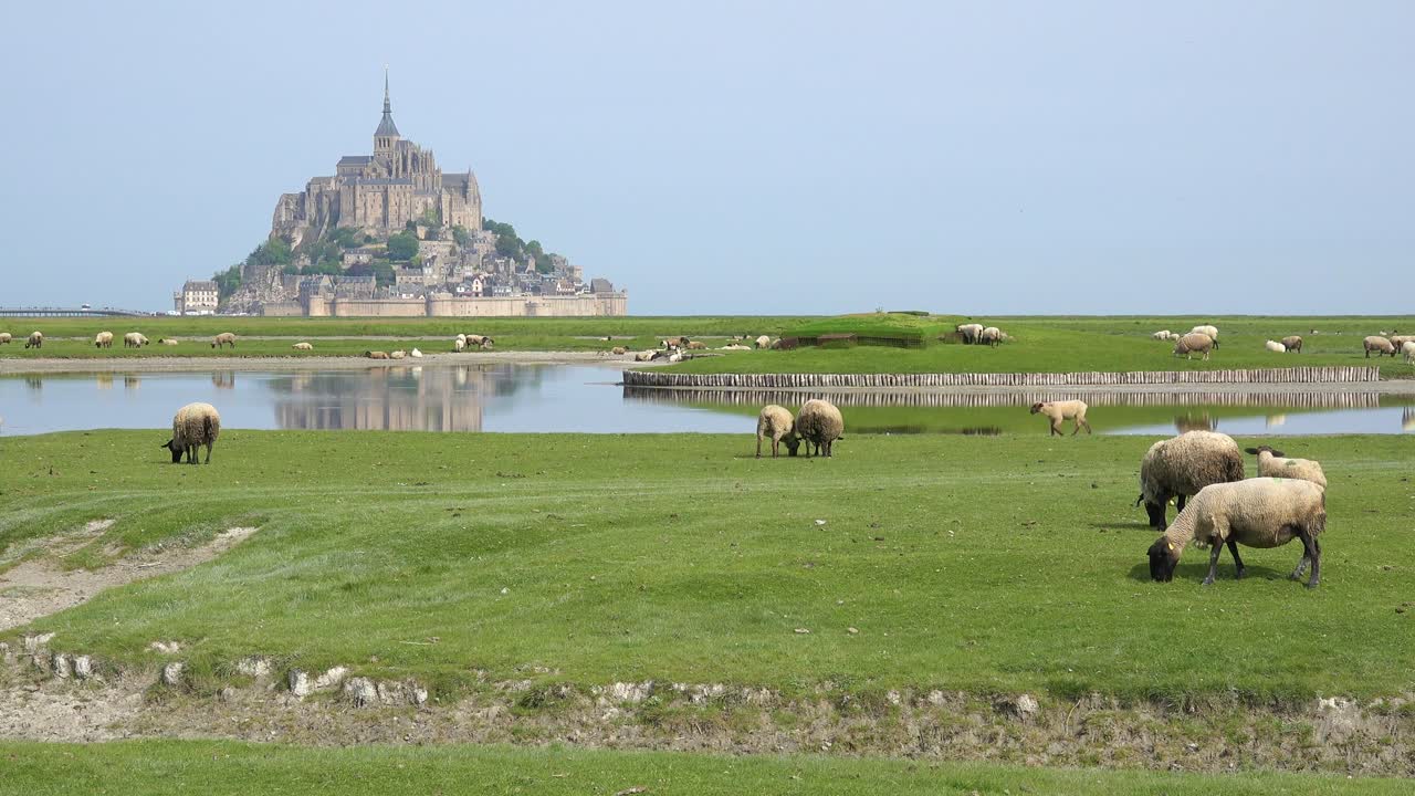 노르망디 프랑스 배경 1에 있는 몽생미셸 수도원이 있는 양과 농장 풀밭
