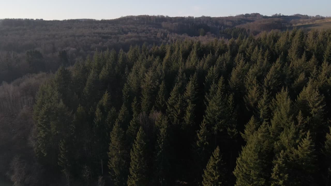 Un gruppo di conifere verdi e sane incontra la riva di un lago artificiale d'acqua dolce durante un tramonto invernale
