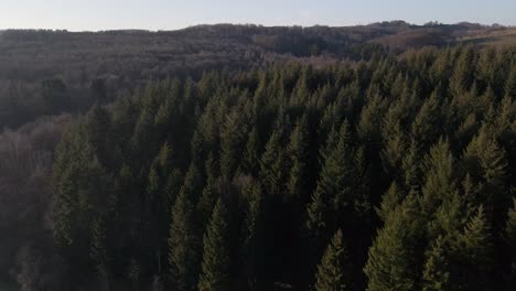 Patch-of-healthy-green-conifers-meet-the-shore-of-an-artificial-fresh-water-lake-during-a-sunset-in-winter