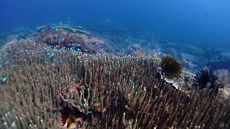 a table coral with tiny fish hiding inside of the acropora corals