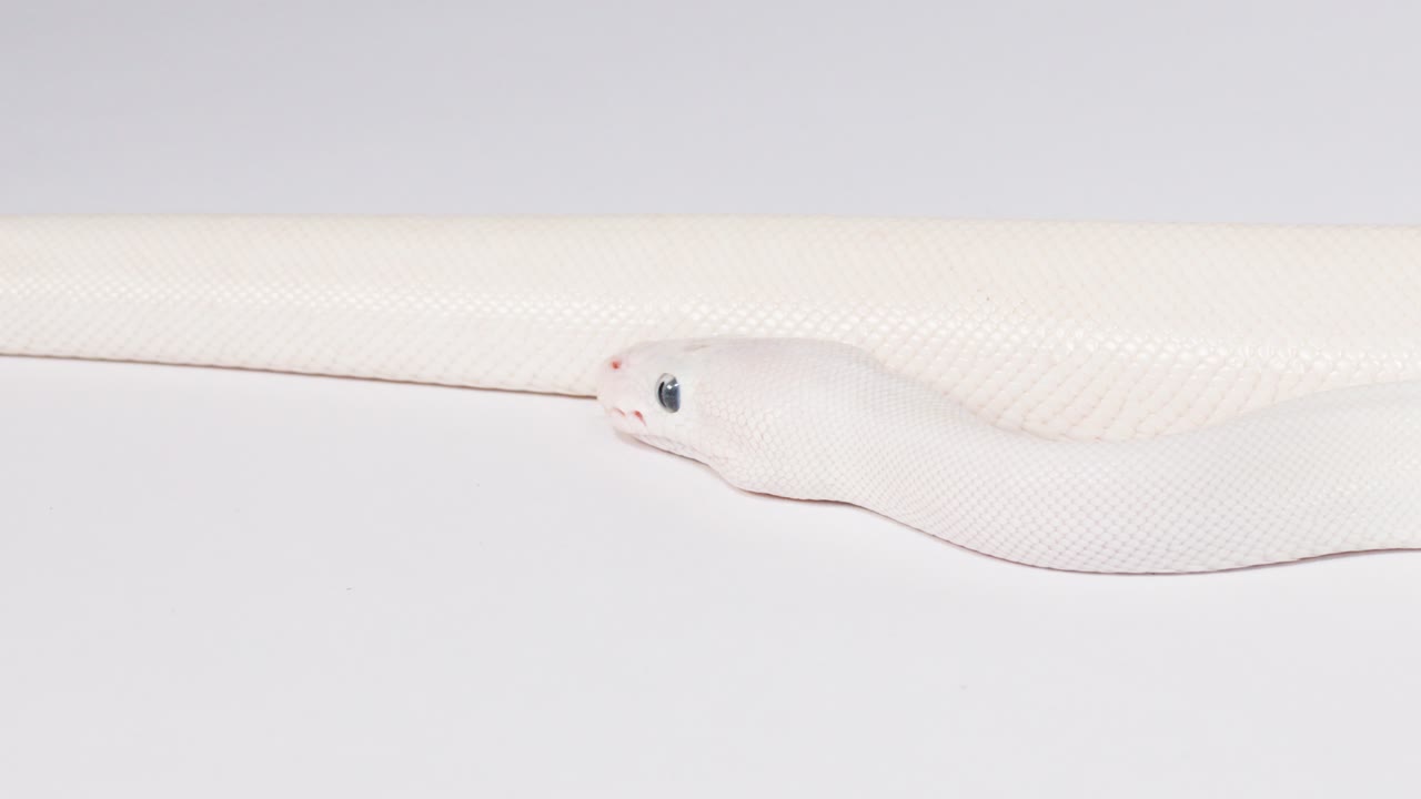 Un serpente bianco albino striscia lentamente lungo un ramo di legno in uno studio luminoso con telecamera statica