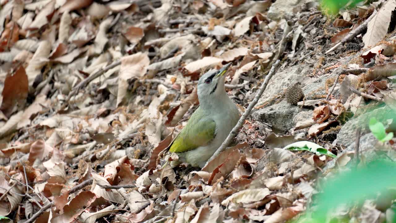un pájaro carpintero de cabeza gris o de cara gris que se alimenta en el suelo del bosque y debajo de las rocas