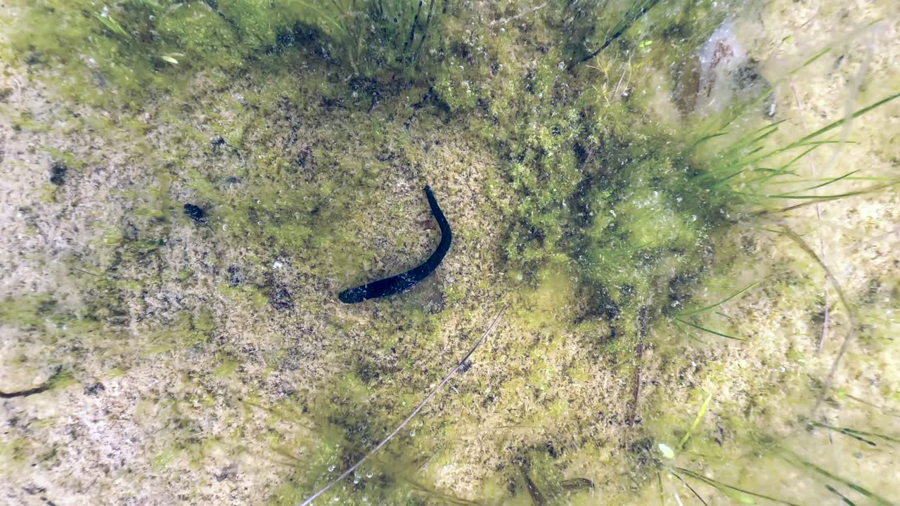 Top-down view of a Horse leech (Haemopis sanguisuga) at the bottom of a shallow pond. Estonia