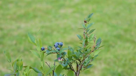 vaccinium corymbosum, a north american species of blueberry - close up