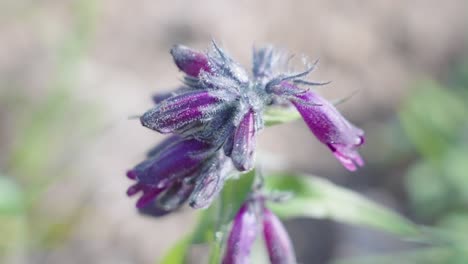 Lila-Blume-In-Großer-Höhe-Auf-Mount-Bierstadt,-Colorado