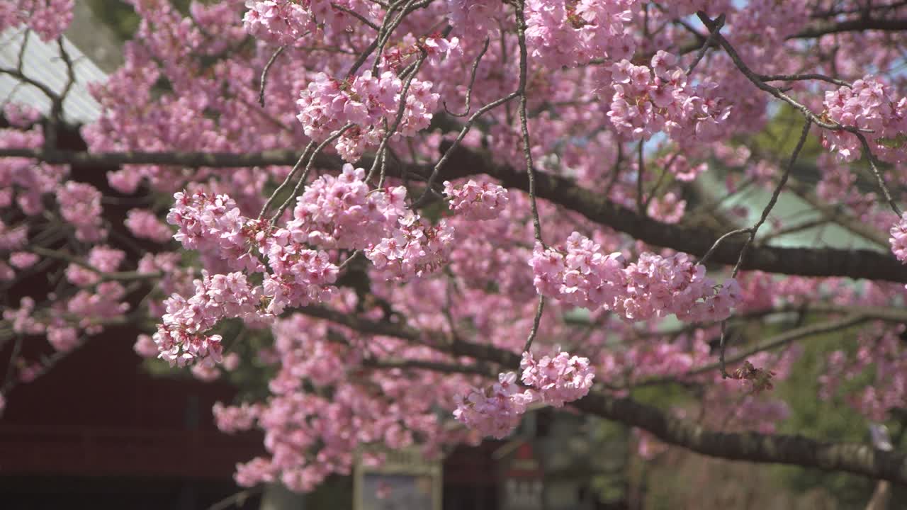Pink Sakura