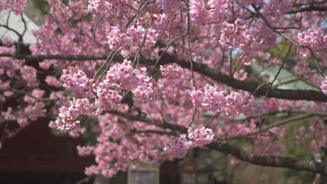 el sakura rosado