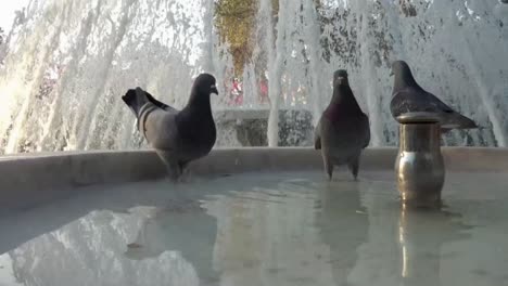 birds pigeons