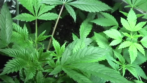 clones de marihuana que crecen en la etapa vegetativa temprana
