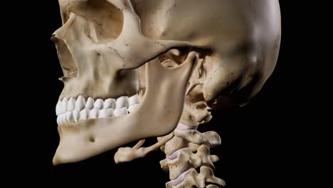 detailed human skeleton. 3d animation.