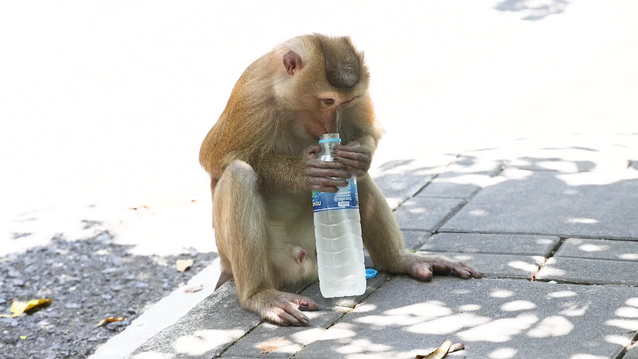 un mono bebiendo hábilmente agua embotellada con paja en phuket, tailandia