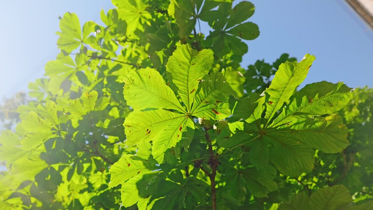 Bright sky and green leaves contrast crisis visuals with nature’s peaceful light