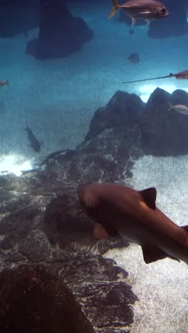 shark and ray swimming in an aquarium
