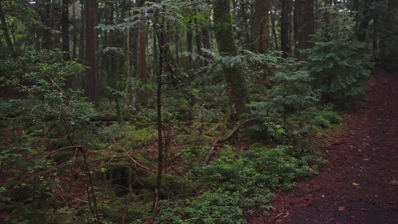 espeso bosque arbolado bajo la lluvia, bosque de la muerte de japón