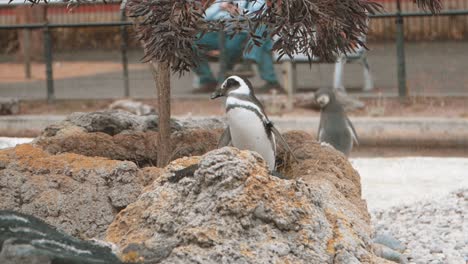 penguin on a rock in slow motion