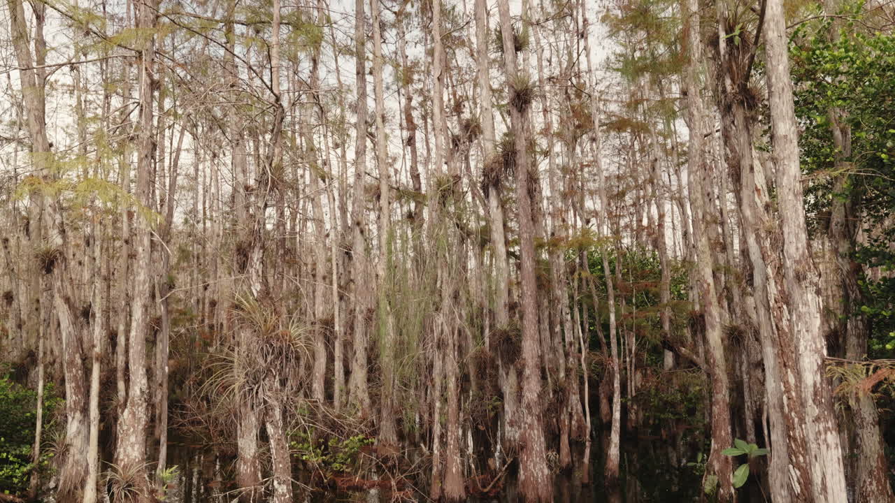 Cypress Swamp Forest