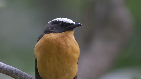 un pequeño y adorable petirrojo coronado de blanco posado en una rama de árbol - de cerca