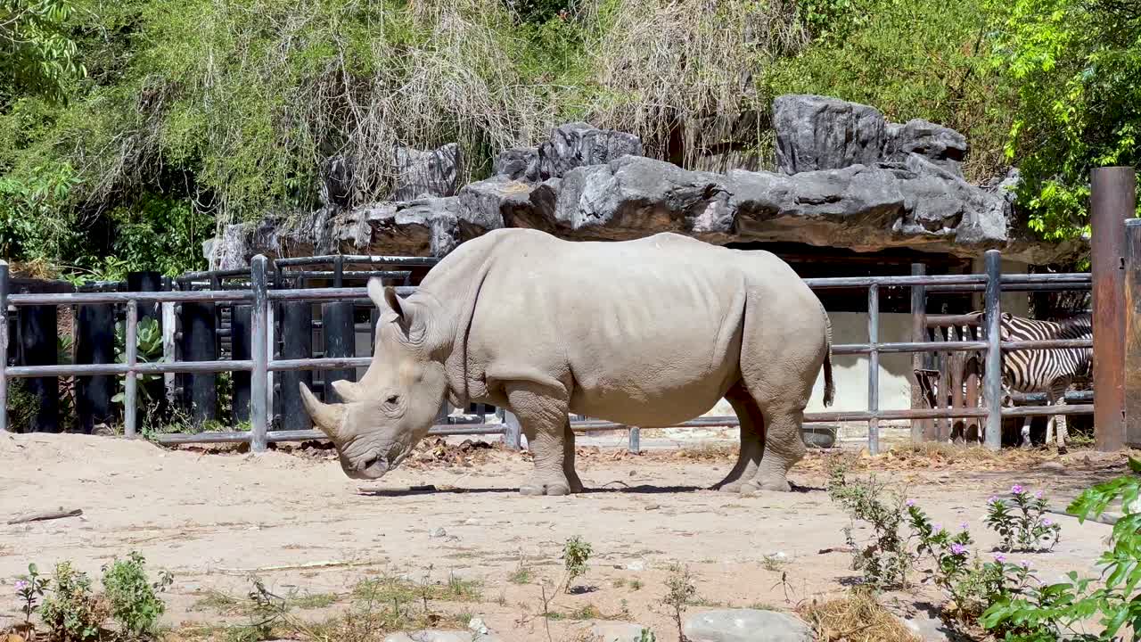 Rhinoceros walking in a zoo enclosure