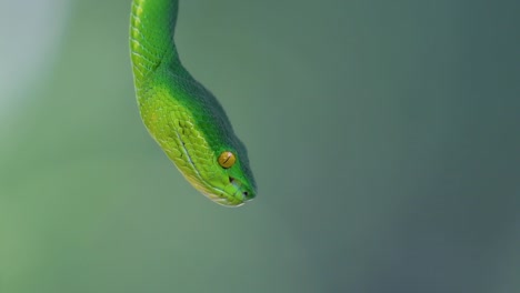 La-Víbora-De-Labios-Blancos-Es-Una-Víbora-Venenosa-Endémica-Del-Sudeste-Asiático-Y-A-Menudo-Se-Encuentra-Durante-La-Noche-Esperando-En-Una-Rama-O-Rama-De-Un-árbol-Cerca-De-Un-Cuerpo-De-Agua-Con-Muchos-Alimentos