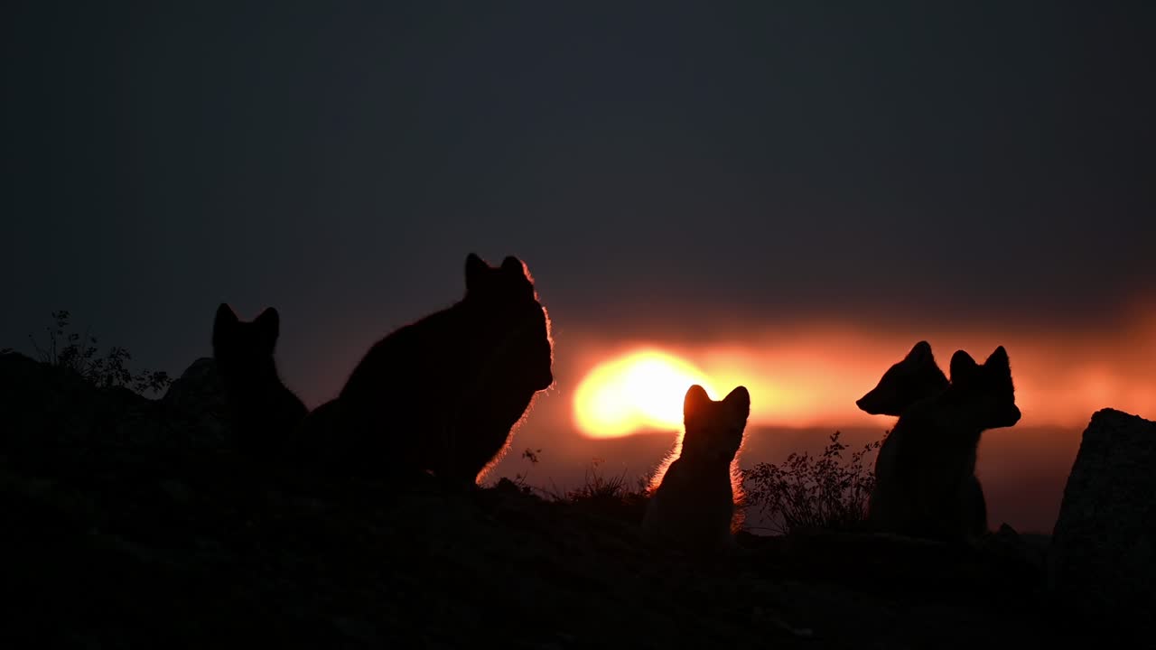 los cachorros de zorro ártico descansan en la tundra de noruega, con siluetas contra la brillante puesta de sol.