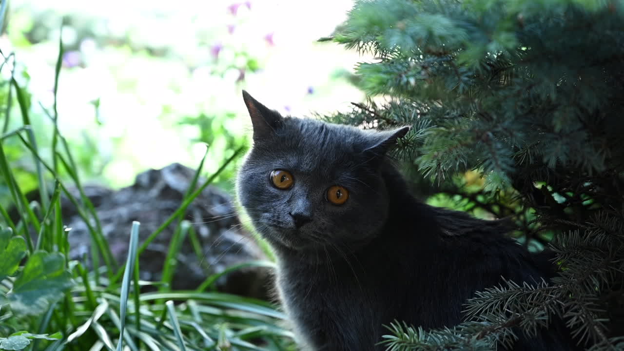 Curious cat hiding among plants and greenery outside