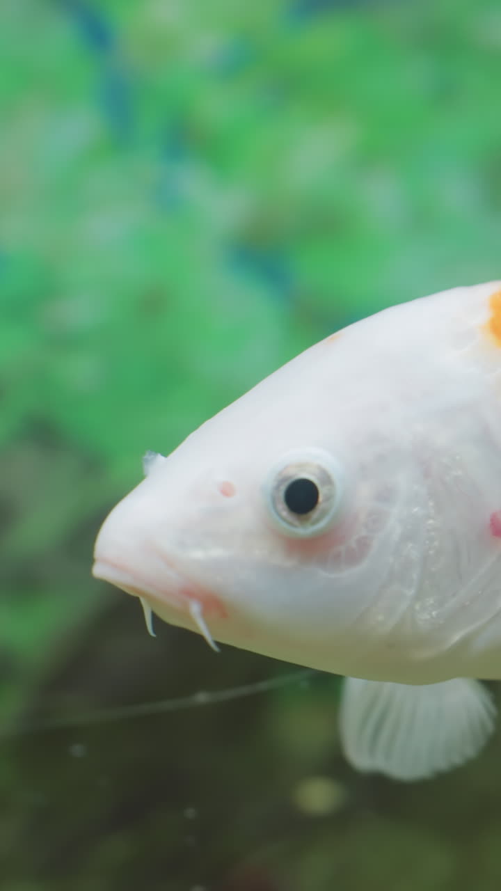 Close-up of koi fish swimming gracefully in a clear aquarium surrounded by lush green plants. Vibrant orange and white markings create a striking contrast, perfect for nature and aquarium-themed visuals