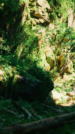 lush green jungle with sunlight streaming through the canopy