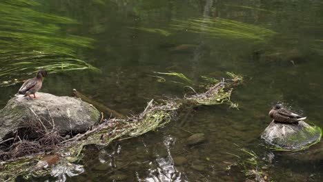 Enten-Auf-Den-Felsen-Des-Ahja-Flusses