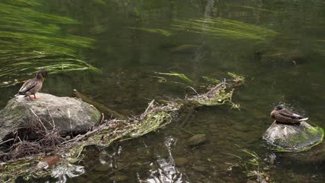 patos en las rocas del río ahja