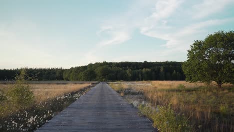 wooden boardwalk through a marsh at sunset