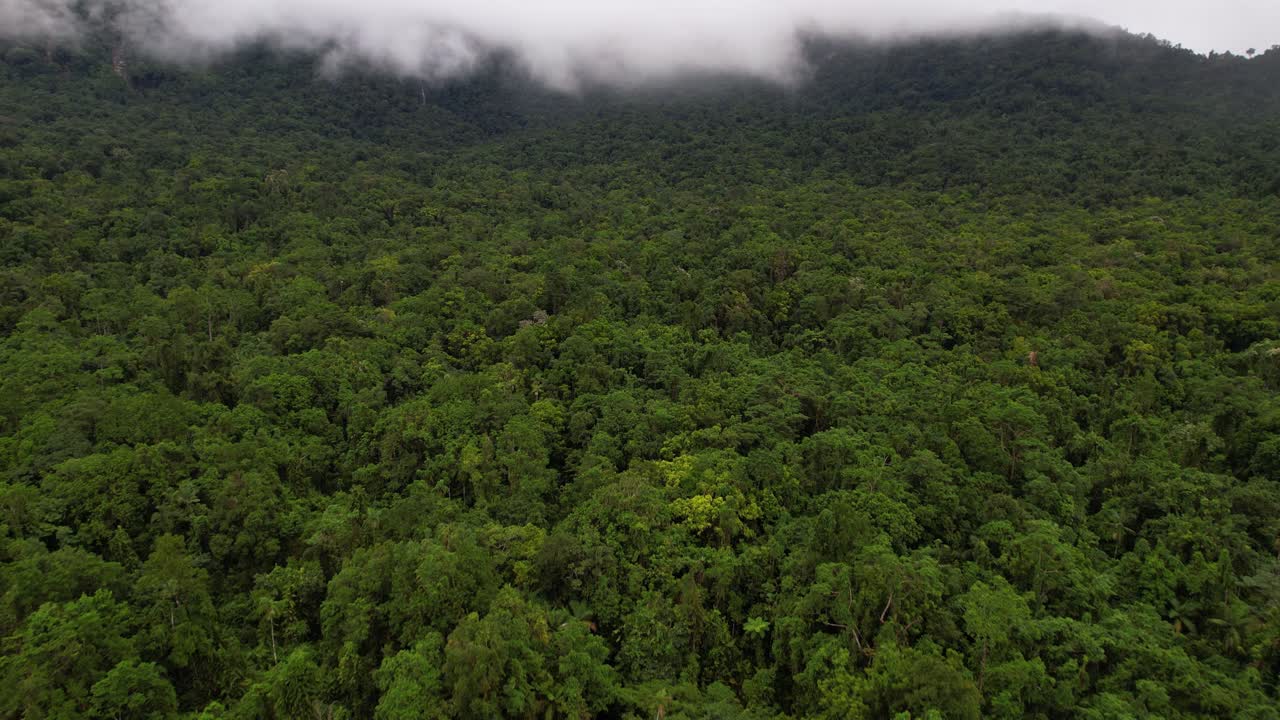 Vista aerea della foresta pluviale di Daintree, Queensland, la più grande in Australia, ripresa con drone.