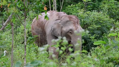 アジアゾウは絶滅危惧種であり、タイの居住者でもあります