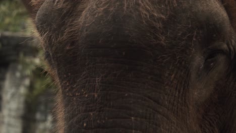 asian elephant moving head from left to right while shaking ears to cool