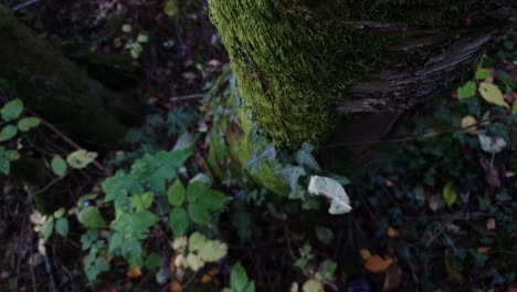 Paisaje-De-árboles-Forestales-Envuelto-Con-Musgo,-Vista-Macro-Cinematográfica-De-Arriba-Hacia-Abajo