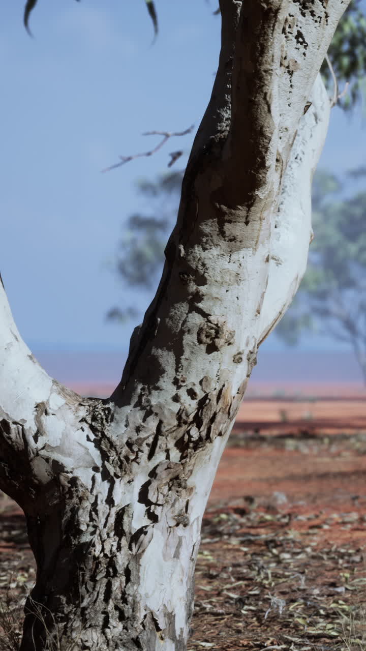 오스트레일리아 아웃백 나무